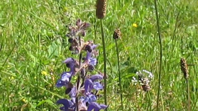 Hemaris fuciformis  film  F81 220514