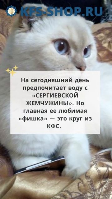 🔥Кошечка Сандра   шотландская вислоухая ▫️ Отзывы о КФС Кольцова ▫️ КФС для животных