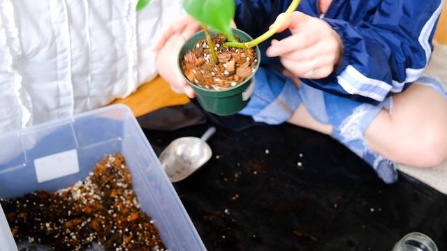 🌿 repotting philodendron mayoi, propagating my mystery plant, & more!