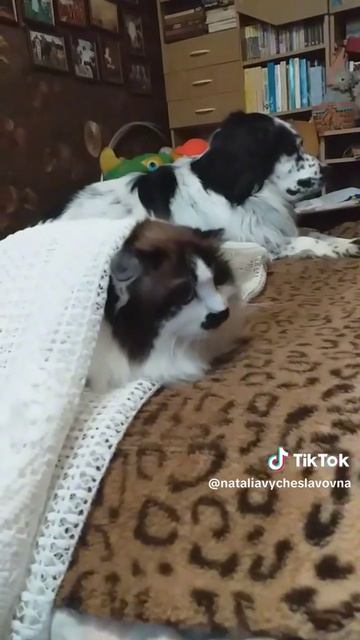 Как кошка с собакой... Это про них...)))