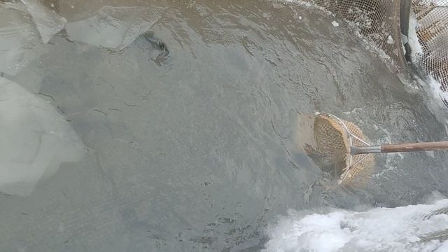 Запуск форели в акваторию 20 кг