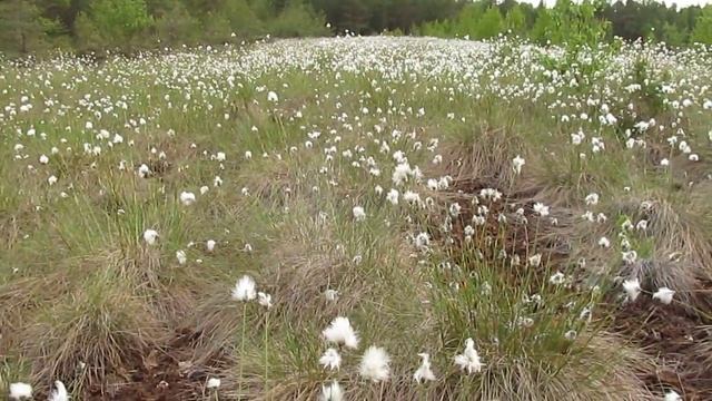 Tupp-villpead Kiili vallas 27.05.2016