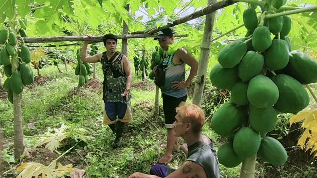 Papaya Farming in the Philippines