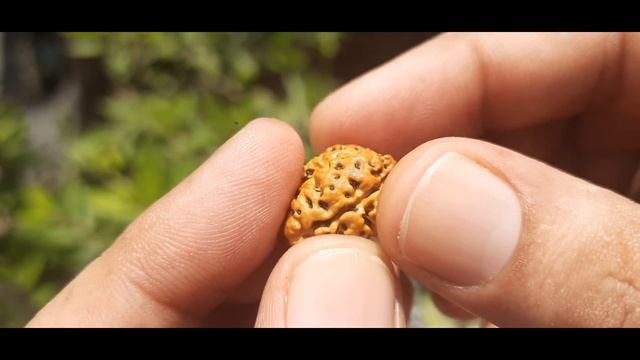 Buy Original Nepali 2 Mukhi Rudraksha (20.00 mm) # 0238