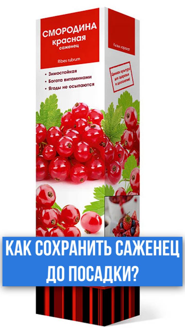 Не бойтесь покупать прямо сейчас! Как сохранить саженец смородины до посадки?