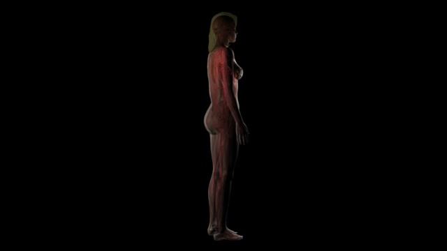 Cassiopeia Project - Biology 5 - Female Anatomy