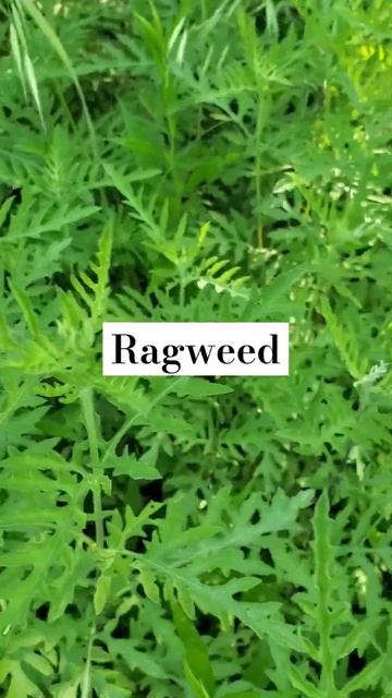 Ragweed for Daaaayz