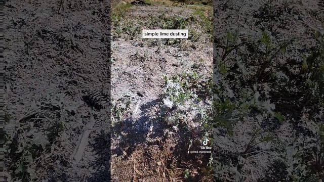 super simple cheap effective garden lime dusting.
