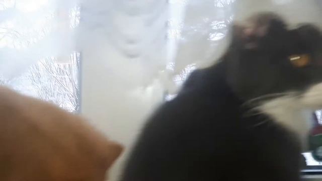 А в приюте "солнышко" жизнь шла своим чередом...