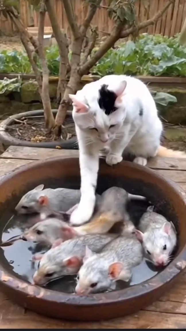 Коты