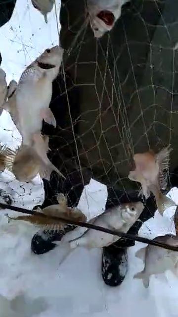 рыбалка на телевизоры