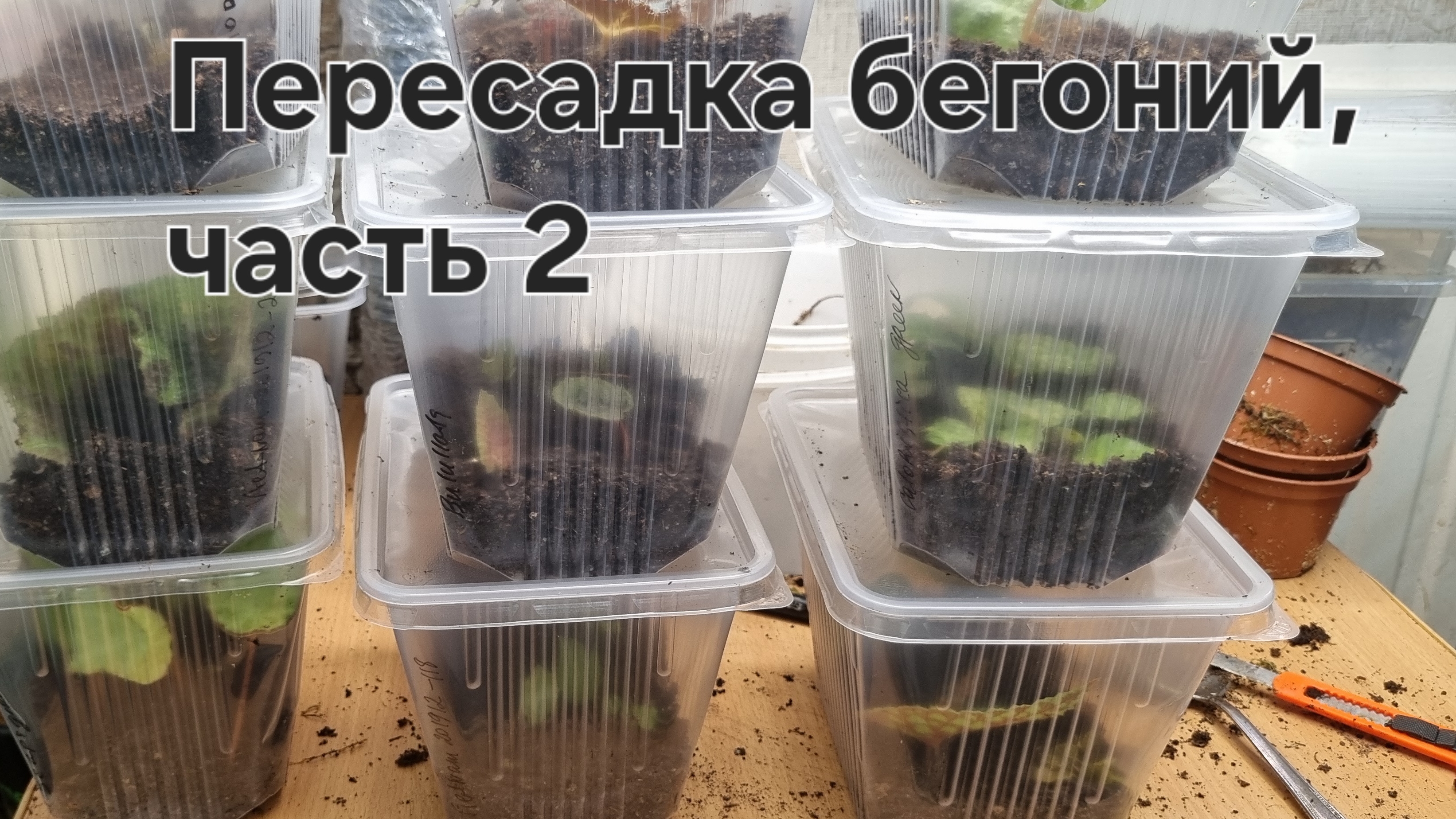 Пересадка бегоний, часть 2