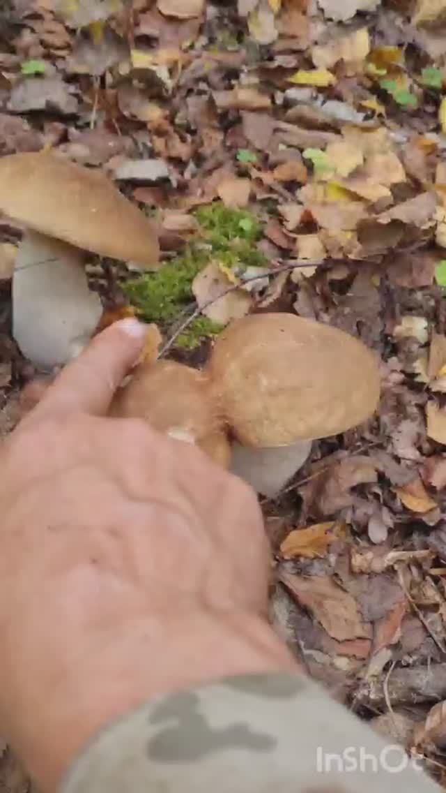 БЕЛЫЕ ГРИБЫ КРУГОМ, шикарный сбор грибов. ЛЕС ОСЕНЬЮ #shorts #природа #грибы #грибники