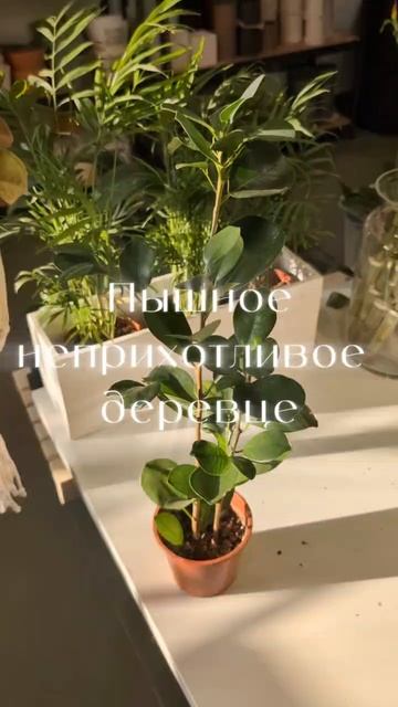 Фикус Мокламе
