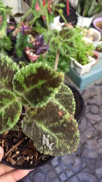 Si Emerald Velvet | Episcia Bunga Ungu #episcia_kebuncilik