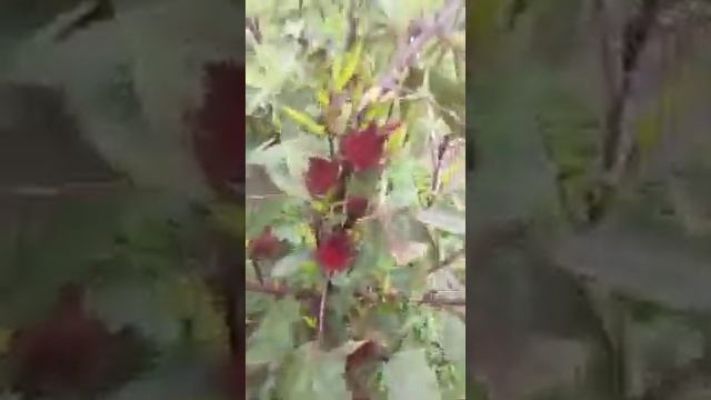 COSECHA DE GROSELLA Y ASOCIACIÓN DE PLANTAS (Alejandro Gómez)