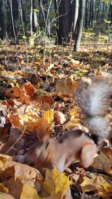 Белка Рыжик осторожно подходит за орехами