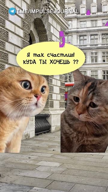 Куда скажешь #мыкотики #вмем #разговор #анекдот #шутки #животные #юмор #кошки #смешное #мемы