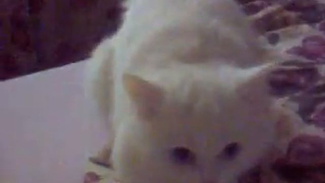 15102009024.mp4