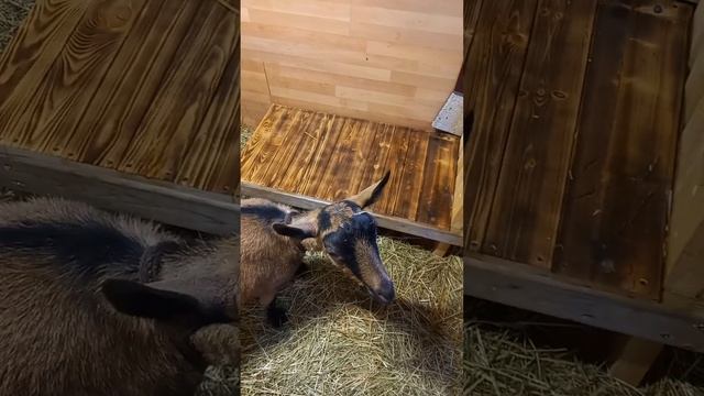 Попытка приучить козу к доильному станку, будни начинающего козовода