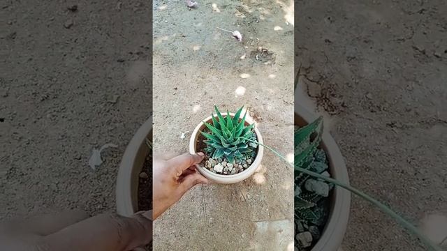 How to care and propagate Zebra plant in Hindi/Urdu