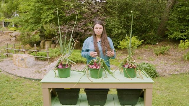 Reusing and Harvesting Onions