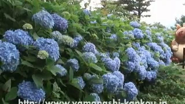 Hydrangea of heavens mountain promenade 天上山遊歩道のアジサイ