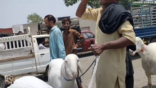 Live Deal | soda kitne main final hua? Big soda kajla Chatra | Rajanpuri khasi bakre Lahore Mandi