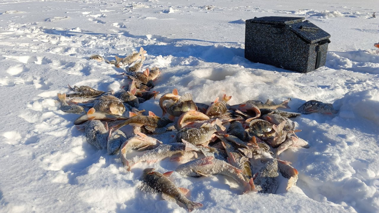 ОКУНЕВЫЙ ДЖЕК ПОД В ЭТОЙ ЛУНКЕ.ПОПАЛИ НА РАЗДАЧУ ОКУНЕЙ.ЗИМНЯЯ РЫБАЛКА НА МОРМЫШКУ