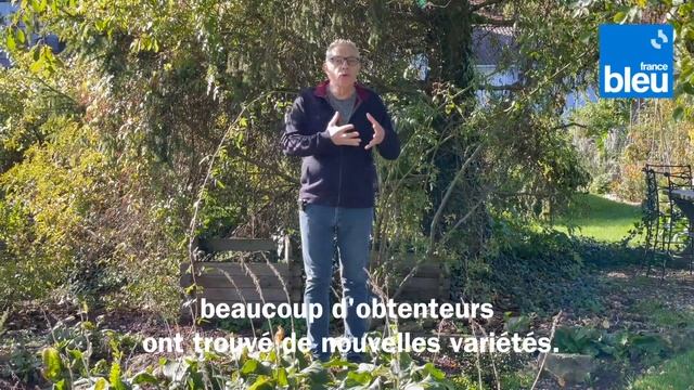 Les hostas, collectionnez-les pour leurs couleurs variées