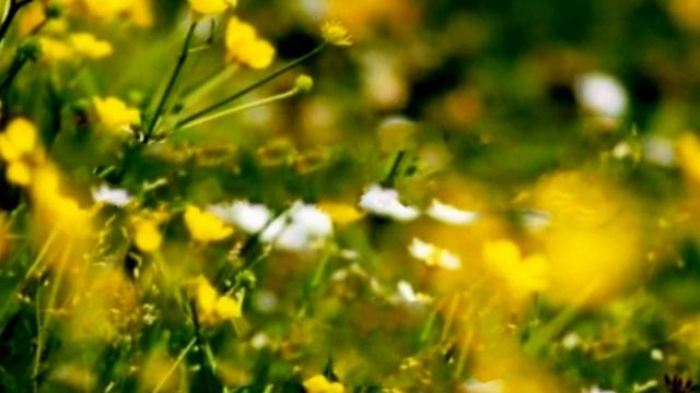 478.=БАБИЙ ВЕК=. Сл. А. Зенцов, муз. В. Лашевский, исп. А. Тайбаш, видио Н. Рудакова.