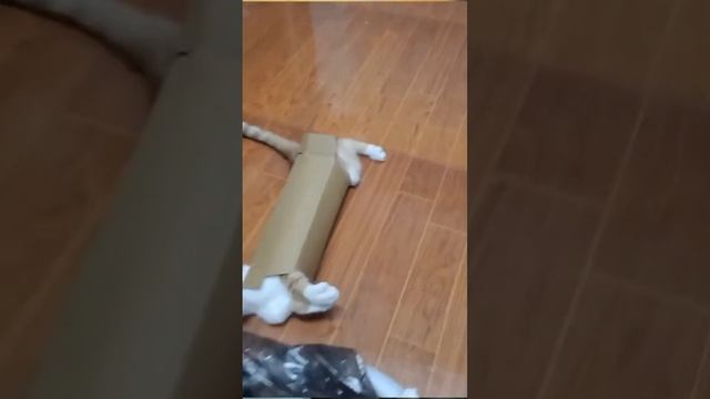 Котенок поймал мышку