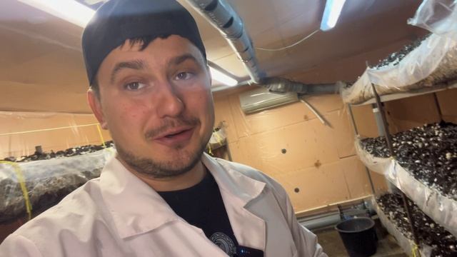 РАБОТА НА ГРИБНОЙ ФЕРМЕ | БИЗНЕС В ПОДВАЛЕ | ДВ 23