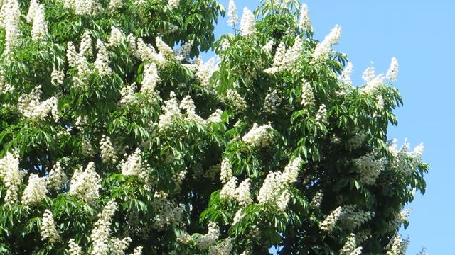 Белые каштаны