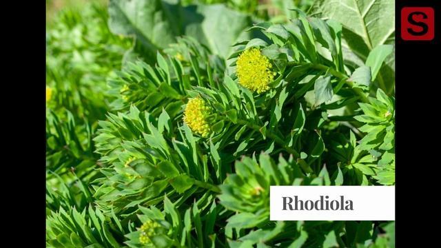 I benefici della Rhodiola Rosea: la pianta che agisce contro lo stress