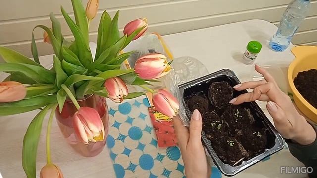 ВСЕХ ЖЕНЩИН С НАСТУПАЮЩИМ ЖЕНСКИМ ДНЕМ!!!!!!! Как быстро и легко посеять ПЕТУНИЮ!!!!!
