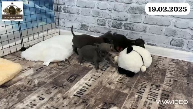 Щенки чихуахуа 2-2,5 месяца 🌸🌸🌸
Дата сьемки 10.02.2024
