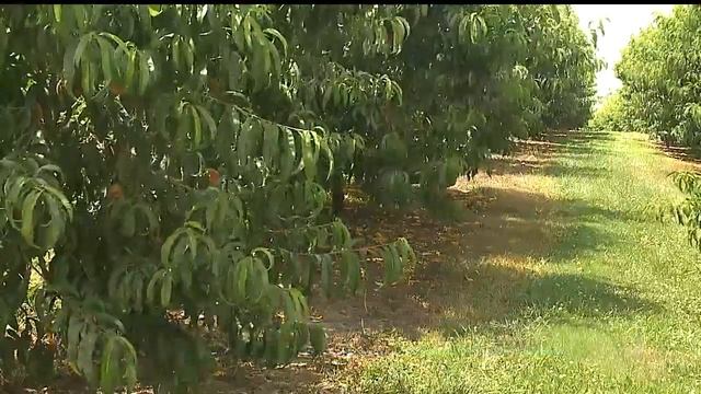 Local apple and peach farmers working to ensure quality crop