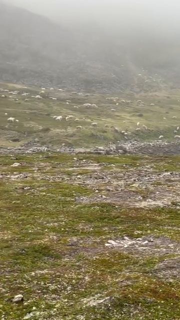 Олени на реке Трящина