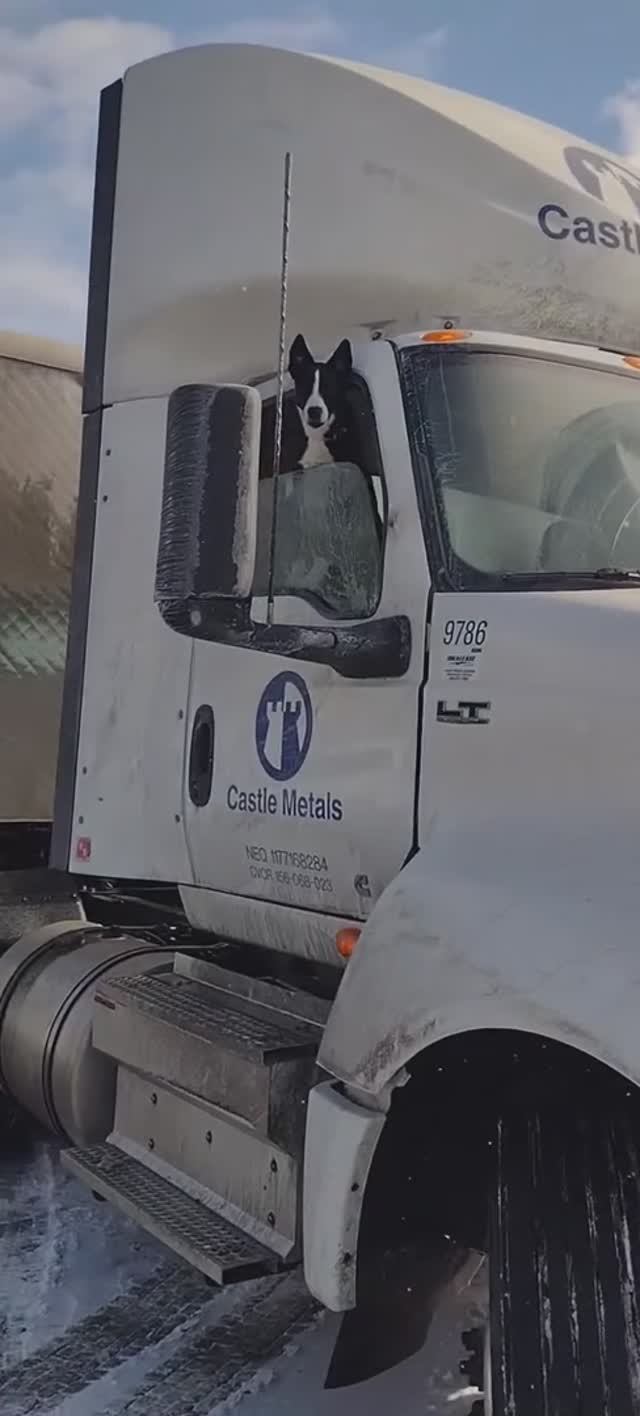 Верный друг и напарник водителя.