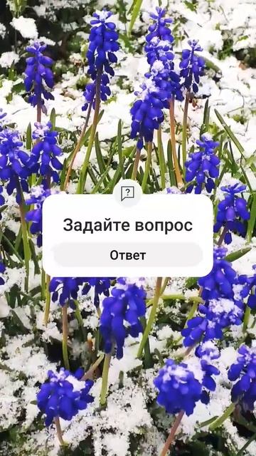Глупые снежинки 8 мая 2024 г.