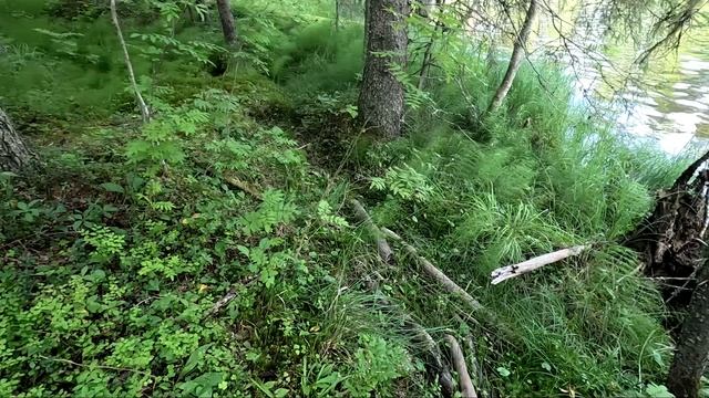 За грибами в Карелии, Беломорский район, часть 5