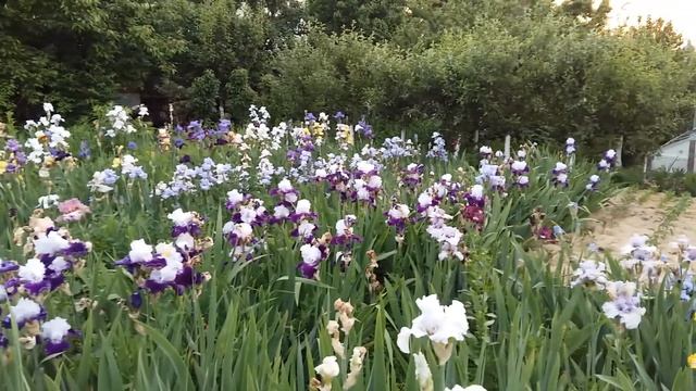 Колекція високих ірисів . Высокие бородатые ирисы