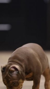 🔥БИЗОН🔥 сынок Зидана и Ханны❤️