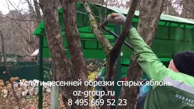 Услуги весенней обрезки старых яблонь на даче. Выезд Агрономов по Москве и области. Звоните сейчас!