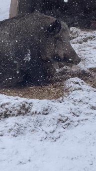 Охота на Кабана