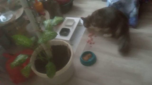 кошка маруська кушает мясо