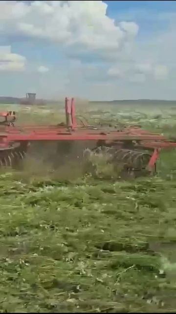 Удаление Ромашки Бороной ротационной кольцевой БРК Акмолинской области.Хоть одно орудие сможет такое