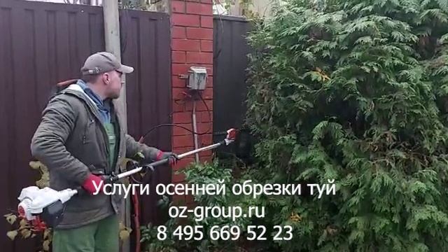 Услуги осенней обрезки туй на даче. Выезд Агрономов по Москве и области. Звоните и заказывайте!