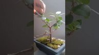 Ficus Island Defoliate leaves